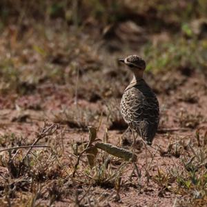 Double-banded Courser