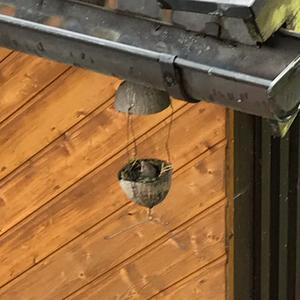 Spotted Flycatcher