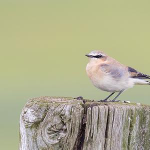 Northern Wheatear