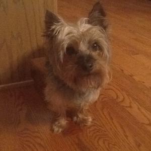 Silky Terrier