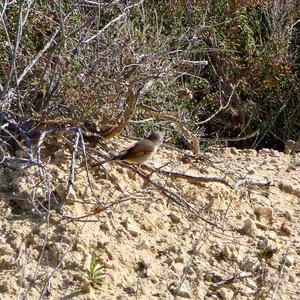 Spectacled Warbler