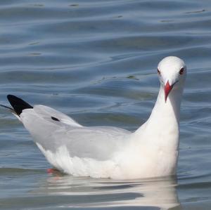 Slender-billed Gull