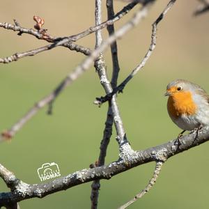 European Robin