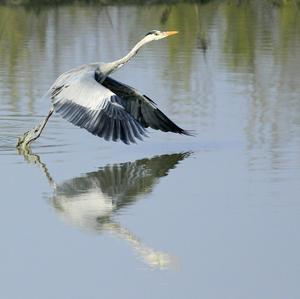 Grey Heron