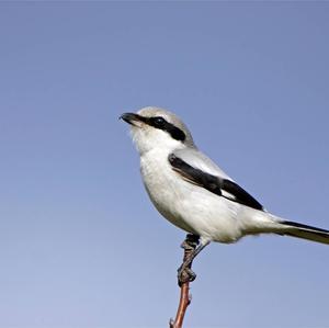 Great Grey Shrike