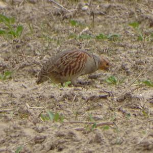 Grey Partridge