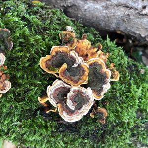 Turkey-tail