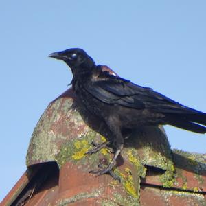 Carrion Crow