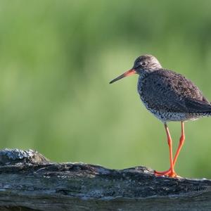 Common Redshank