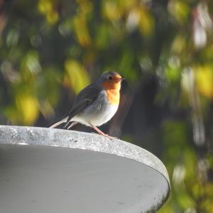 European Robin