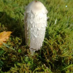 Shaggy Mane