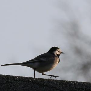 White Wagtail