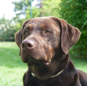 Retriever (Labrador)