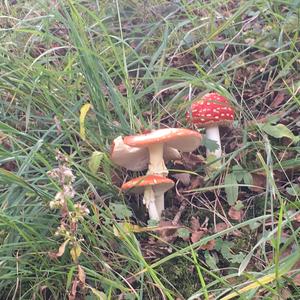 Fly Agaric