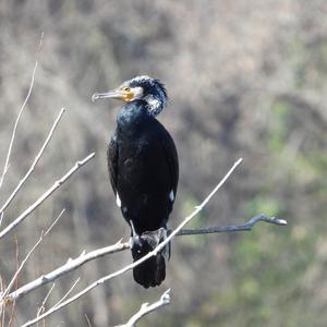 European Shag