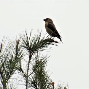 Red Crossbill