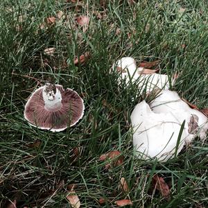 Meadow Agaric