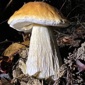 King Bolete