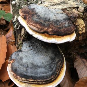 Tinder Polypore