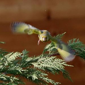 European Greenfinch