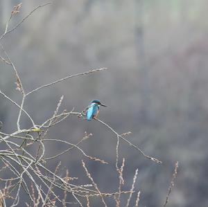 Eisvogel