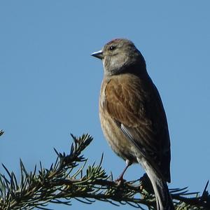 Eurasian Linnet