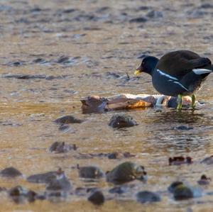 Common Moorhen