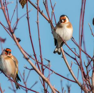 European Goldfinch