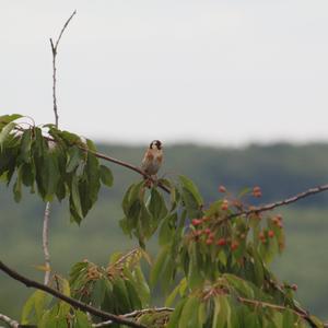 European Goldfinch