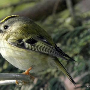 Wintergoldhähnchen