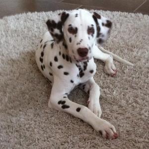 Dalmatian