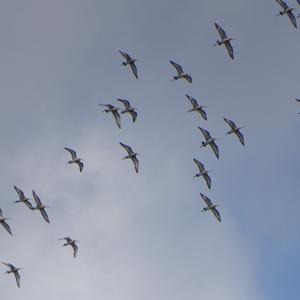 Black-tailed Godwit