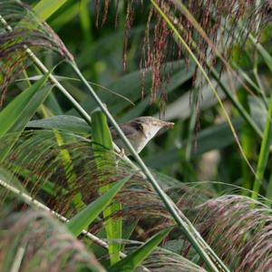 Eurasian Reed-warbler