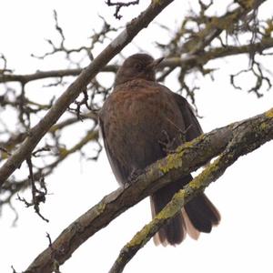 Eurasian Blackbird