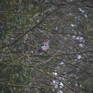 Eurasian Jay