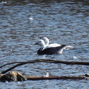 Snow Goose