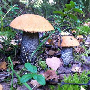 Orange Birch Bolete