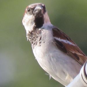 House Sparrow