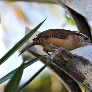 Carolina Wren