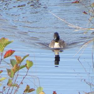 Northern Pintail