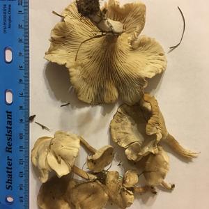 False Chanterelle