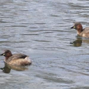 Little Grebe