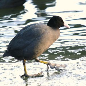 Bläßhuhn