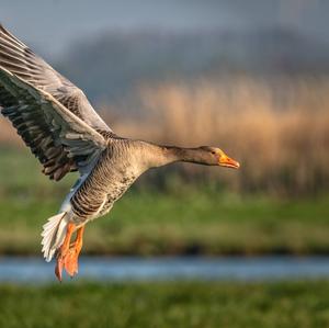 Greylag Goose