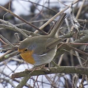 European Robin