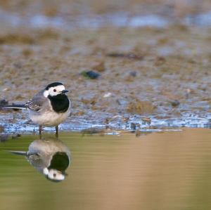 White Wagtail