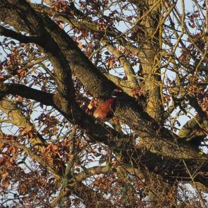 Common Pheasant