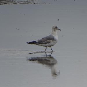 Herring Gull