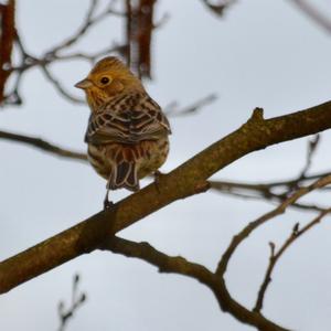 Yellowhammer