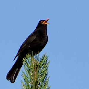 Eurasian Blackbird